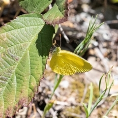 Eurema smilax (Small Grass-yellow) at Uriarra Village, ACT - 24 Oct 2025 by AlisonMilton