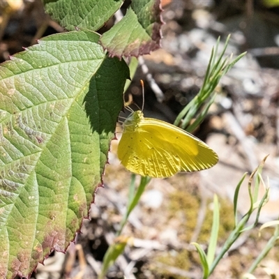 Eurema smilax (Small Grass-yellow) at Uriarra Village, ACT - 24 Oct 2025 by AlisonMilton
