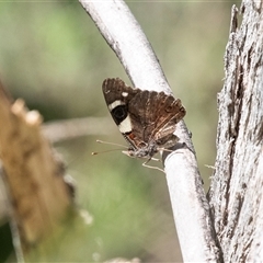 Vanessa itea (Yellow Admiral) at Uriarra Village, ACT - 24 Oct 2025 by AlisonMilton