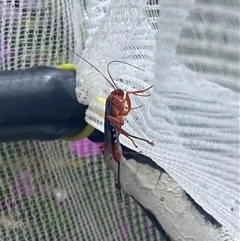 Lissopimpla excelsa (Orchid dupe wasp, Dusky-winged Ichneumonid) at Fisher, ACT - 25 Oct 2025 by Vera