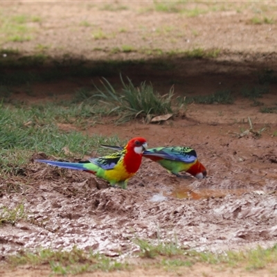 Platycercus eximius (Eastern Rosella) at Hackett, ACT - 25 Oct 2025 by rhyshardy