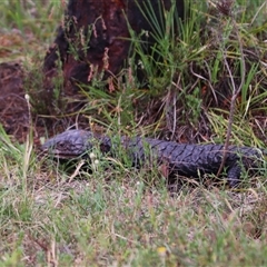 Tiliqua rugosa (Shingleback Lizard) at Hackett, ACT - 25 Oct 2025 by rhyshardy
