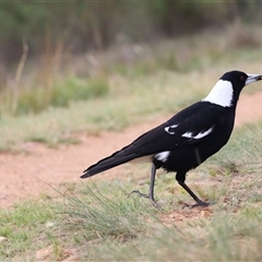 Gymnorhina tibicen (Australian Magpie) at Hackett, ACT - 25 Oct 2025 by rhyshardy
