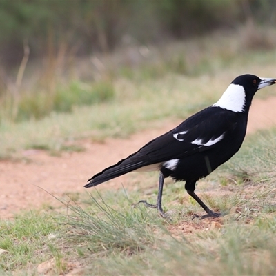 Gymnorhina tibicen (Australian Magpie) at Hackett, ACT - 25 Oct 2025 by rhyshardy