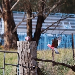 Eolophus roseicapilla (Galah) at Watson, ACT - 25 Oct 2025 by rhyshardy