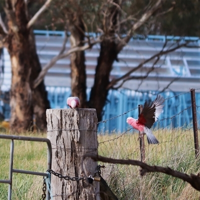 Eolophus roseicapilla (Galah) at Watson, ACT - 25 Oct 2025 by rhyshardy