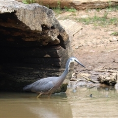 Egretta novaehollandiae (White-faced Heron) at Hackett, ACT - 25 Oct 2025 by rhyshardy