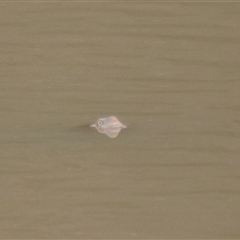 Chelodina longicollis (Eastern Long-necked Turtle) at Hackett, ACT - 25 Oct 2025 by rhyshardy