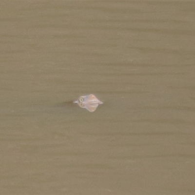 Chelodina longicollis (Eastern Long-necked Turtle) at Hackett, ACT - 25 Oct 2025 by rhyshardy