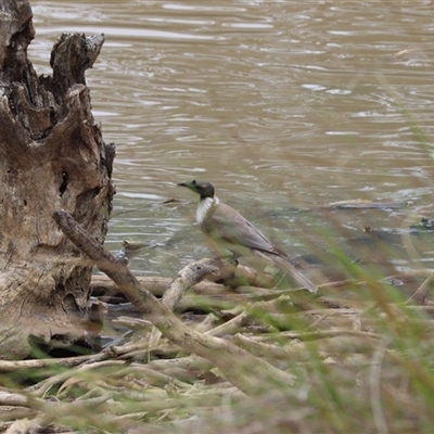 Philemon corniculatus (Noisy Friarbird) at Hackett, ACT - 25 Oct 2025 by rhyshardy