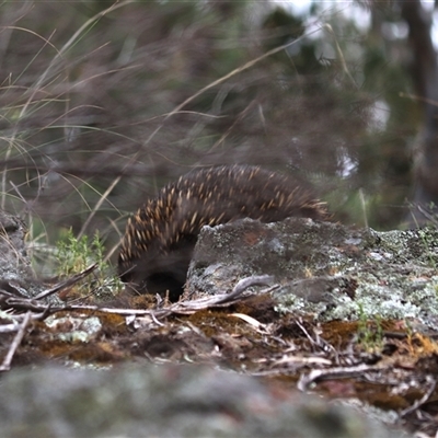 Tachyglossus aculeatus (Short-beaked Echidna) at Watson, ACT - 25 Oct 2025 by rhyshardy