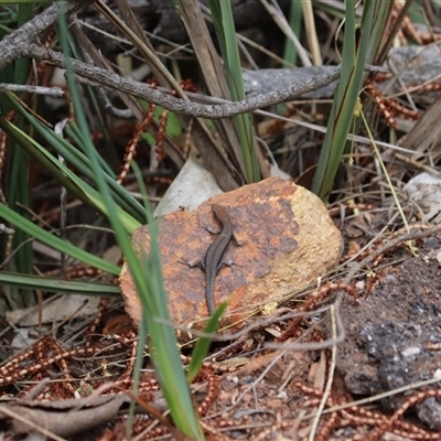 Carlia tetradactyla (Southern Rainbow Skink) at Watson, ACT - 25 Oct 2025 by rhyshardy