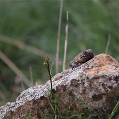 Egernia cunninghami (Cunningham's Skink) at Hackett, ACT - 25 Oct 2025 by rhyshardy