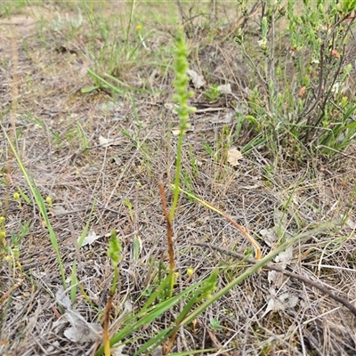 Microtis unifolia (Common Onion Orchid) at Fadden, ACT - 26 Oct 2025 by Mike