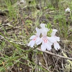 Westringia eremicola (Slender Western Rosemary) at Strathnairn, ACT - 26 Oct 2025 by LukeMcElhinney