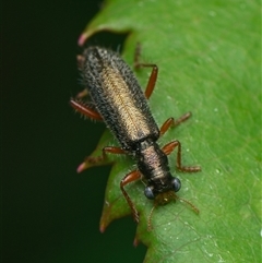 Lemidia subaenea (Clerid beetle) at Downer, ACT - 25 Oct 2025 by RobertD