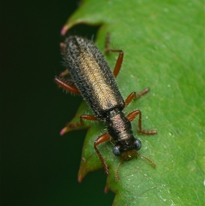 Lemidia subaenea (Clerid beetle) at Downer, ACT - 25 Oct 2025 by RobertD