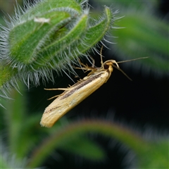 Philobota protecta (A concealer moth) at Downer, ACT - 25 Oct 2025 by RobertD