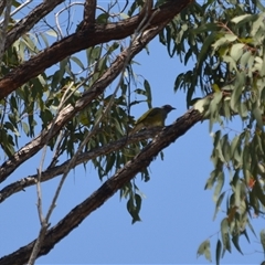 Unverified Intermediate size at Lanitza, NSW - 26 Oct 2025 by Carolina