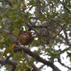 Oriolus sagittatus by Carolina