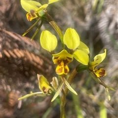 Diuris sulphurea (Tiger Orchid) at Bundanoon, NSW - 25 Oct 2025 by JaneR