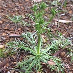 Eryngium ovinum (Blue Devil) at Hackett, ACT - 25 Oct 2025 by JenniM