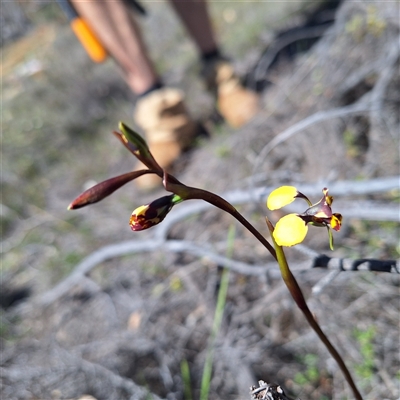 Diuris pardina (Leopard Doubletail) at  - suppressed by JenniM
