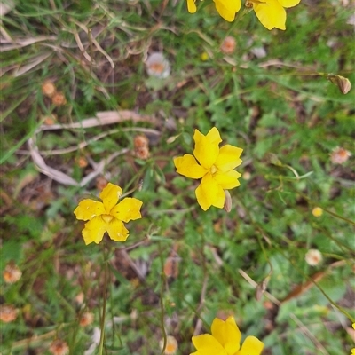 Goodenia pinnatifida (Scrambled Eggs) at Hackett, ACT - 25 Oct 2025 by JenniM