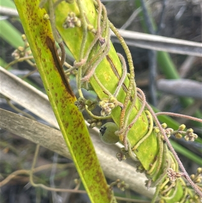 Cassytha pubescens at Bundanoon, NSW - 25 Oct 2025 by JaneR