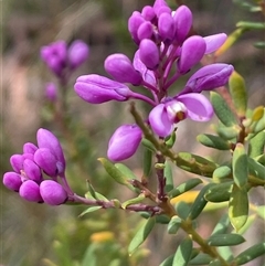 Comesperma ericinum at Bundanoon, NSW - 25 Oct 2025 by JaneR