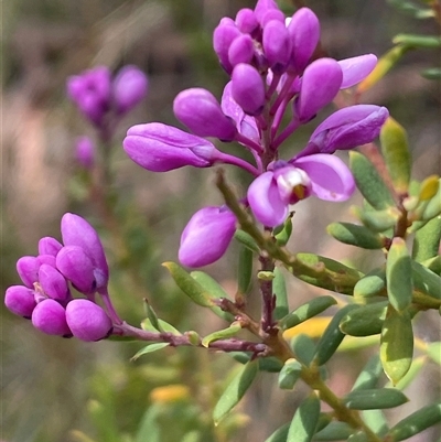 Comesperma ericinum at Bundanoon, NSW - 25 Oct 2025 by JaneR
