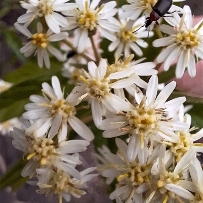 Olearia lirata (Snowy Daisybush) at Hackett, ACT - 12 Oct 2025 by JenniM