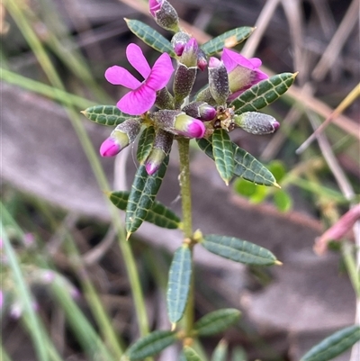 Mirbelia rubiifolia at Bundanoon, NSW - 25 Oct 2025 by JaneR