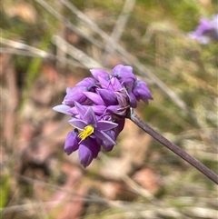Sowerbaea juncea at Bundanoon, NSW - 25 Oct 2025 by JaneR