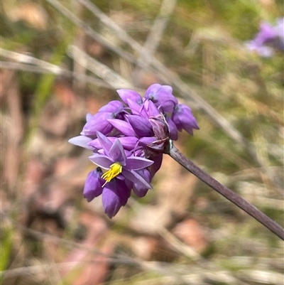Sowerbaea juncea at Bundanoon, NSW - 25 Oct 2025 by JaneR