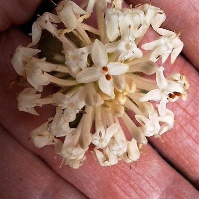 Pimelea linifolia subsp. linifolia (Queen of the Bush, Slender Rice-flower) at Taylor, ACT - 28 Sep 2025 by JenniM
