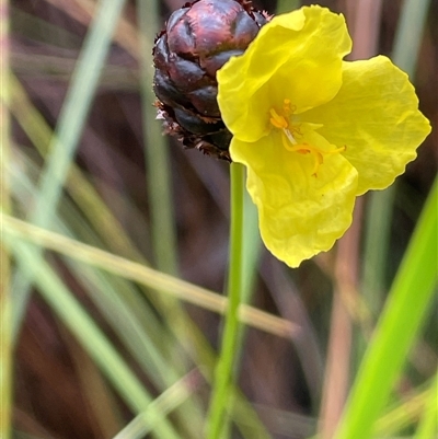 Xyris ustulata at Bundanoon, NSW - 25 Oct 2025 by JaneR
