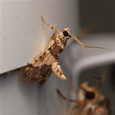 Nacoleia mesochlora (Pied Crambid) at  - suppressed by DPRees125