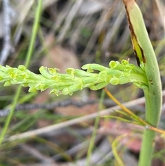 Microtis (genus) at Bundanoon, NSW - 25 Oct 2025 by JaneR