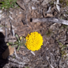 Craspedia variabilis (Common Billy Buttons) at Kenny, ACT - 22 Sep 2025 by JenniM