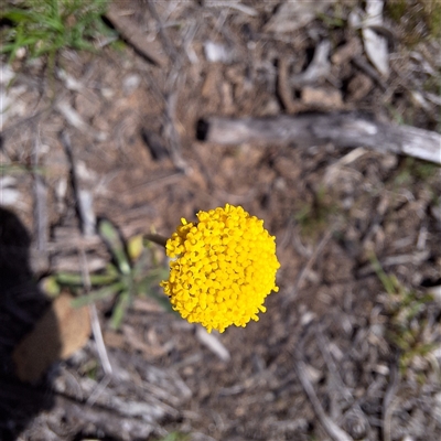 Craspedia variabilis (Common Billy Buttons) at Kenny, ACT - 22 Sep 2025 by JenniM