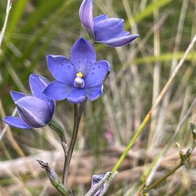 Thelymitra ixioides (Dotted Sun Orchid) at Bundanoon, NSW - 25 Oct 2025 by JaneR