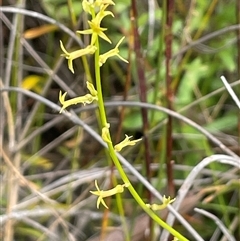 Pimelea curviflora at Bundanoon, NSW - 25 Oct 2025 by JaneR
