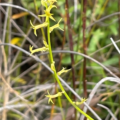 Pimelea curviflora at Bundanoon, NSW - 25 Oct 2025 by JaneR