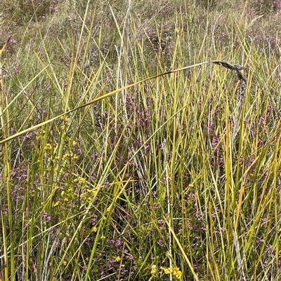 Lepidosperma longitudinale (Pithy Sword-sedge) at Bundanoon, NSW - 25 Oct 2025 by JaneR