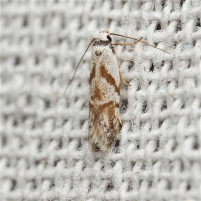 Oxythecta lygrosema (A Scat moth (Chezala group) at Harrison, ACT - 25 Oct 2025 by DPRees125