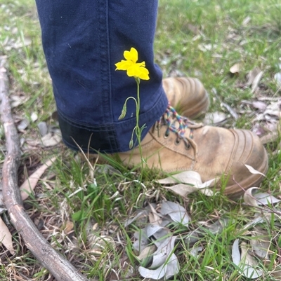 Goodenia pinnatifida (Scrambled Eggs) at Higgins, ACT - 26 Oct 2025 by Untidy