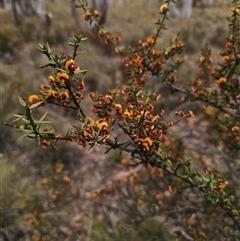 Daviesia ulicifolia subsp. ruscifolia (Broad-leaved Gorse Bitter Pea) at Captains Flat, NSW - 26 Oct 2025 by Csteele4