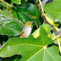 Zosterops lateralis (Silvereye) at Fisher, ACT - 25 Apr 2023 by Paul57