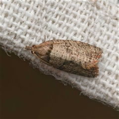 Rupicolana orthias (A Tortricid moth (Archipini) at Harrison, ACT - 25 Oct 2025 by DPRees125